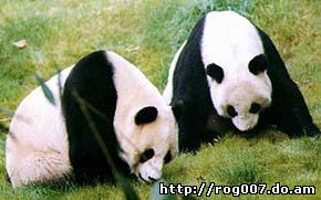 большая панда, гигантская панда, бамбуковый медведь (Ailuropoda melanoleuca), фото, фотография