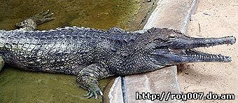 псевдогавиал, псевдогхариал, гавиаловый крокодил (Tomistoma schlegelii), фото, фотография