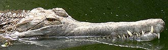 ложный гавиал, малайский рыбный крокодил (Tomistoma schlegelii), фото, фотография