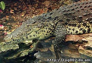 кубинский крокодил, криоло (Crocodylus rhombifer), фото, фотография