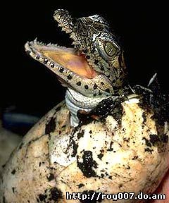 криоло, жемчужный крокодил (Crocodylus rhombifer), фото, фотография