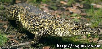 кубинский крокодил (Crocodylus rhombifer), фото, фотография