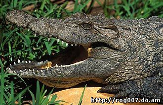 новогвинейский пресноводный крокодил (Crocodylus novaeguineae), фото, фотография