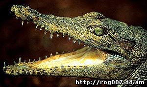 новогвинейский крокодил (Crocodylus novaeguineae), фото, фотография