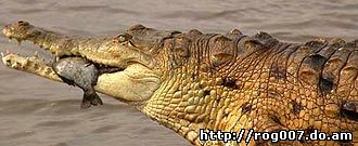 оринокский крокодил, крокодил Ориноко (Crocodylus intermedius), фото, фотография