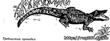гребнитый крокодил, рисунок, картинка
