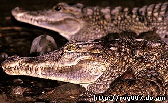 филиппинский крокодил, крокодил филлипинский (Crocodylus mindorensis), фото, фотография
