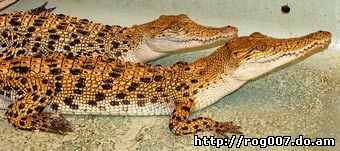 крокодил пресноводный филиппинский (Crocodylus mindorensis), фото, фотография