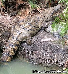 центральноамериканский крокодил (Crocodylus moreletii), фото, фотография