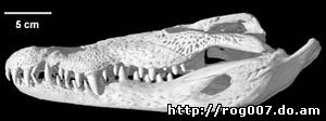 череп центрально-американского крокодила (Crocodylus moreletii), фото, фотография