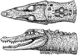 голова гладколобого каймана Шнайдера (Paleosuchus trigonatus), фото, фотография