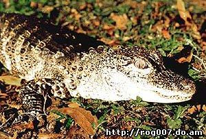 аллигатор китайский (Alligator sinensis), фото, фотография