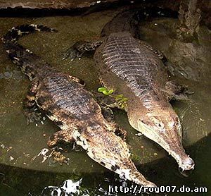 африканский узкорылый крокодил, западно-африканский длиннорылый крокодил (Crocodylus cataphractus), фото, фотография