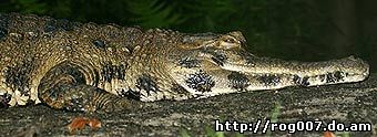 длинноносый крокодил, африканский гавиал (Crocodylus cataphractus), фото, фотография