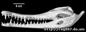 череп африканского узкорылого крокодила (Crocodylus cataphractus), фото, фотография