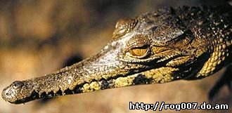 западно-африканский длиннорылый крокодил, длинноносый крокодил (Crocodylus cataphractus), фото, фотография