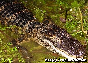 миссисипский аллигатор (Alligator mississippiensis), фото, фотография