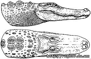 голова миссисипского аллигатора (Alligator mississippiensis), фото, фотография