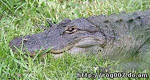 американский аллигатор (Alligator mississippiensis), фото, фотография