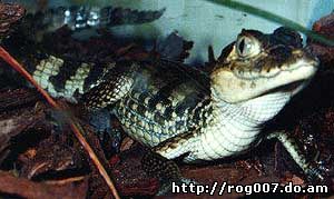 коричневый кайман, американский кайман, темный кайман (Caiman crocodilus fuscus), фото, фотография