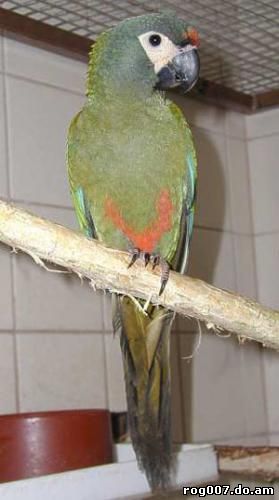 Красноспинный ара