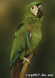 Каштановолобый ара