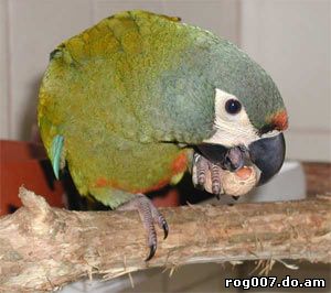 Красноспинный ара