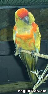 Красноухий ара