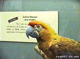 Кубинский ара