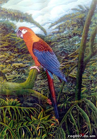 Кубинский ара