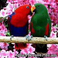Пара благородных попугаев