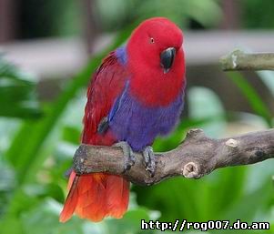 Самка благородного попугая