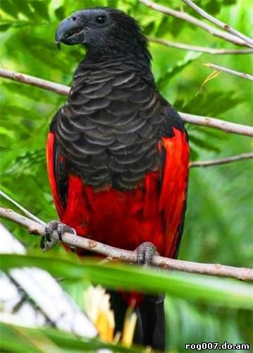 Щетиноголовый попугай